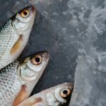 silver and orange fish on ice