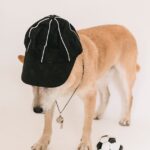 cute shiba inu in cap with whistle near soccer ball